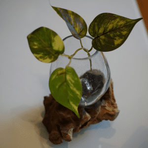 Feng Shui glass flower pot